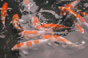 Koi Pond Nitrate And Nitrite Levels: The Ultimate Guide