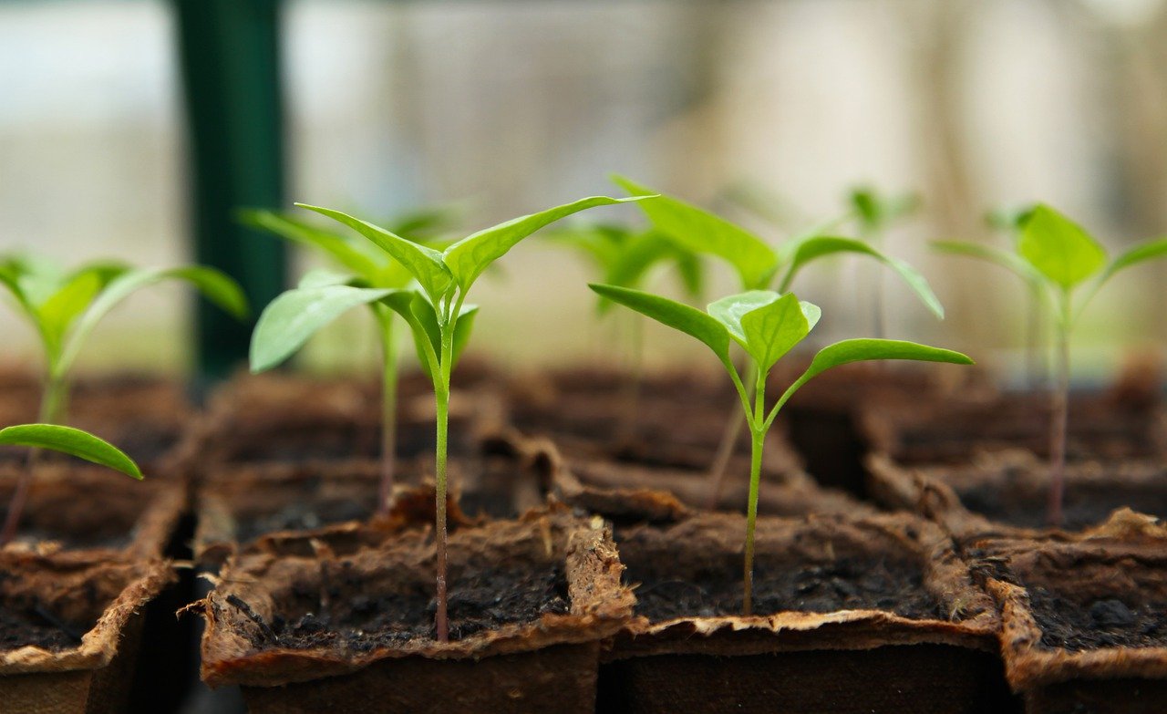 seedling-5009286_1280